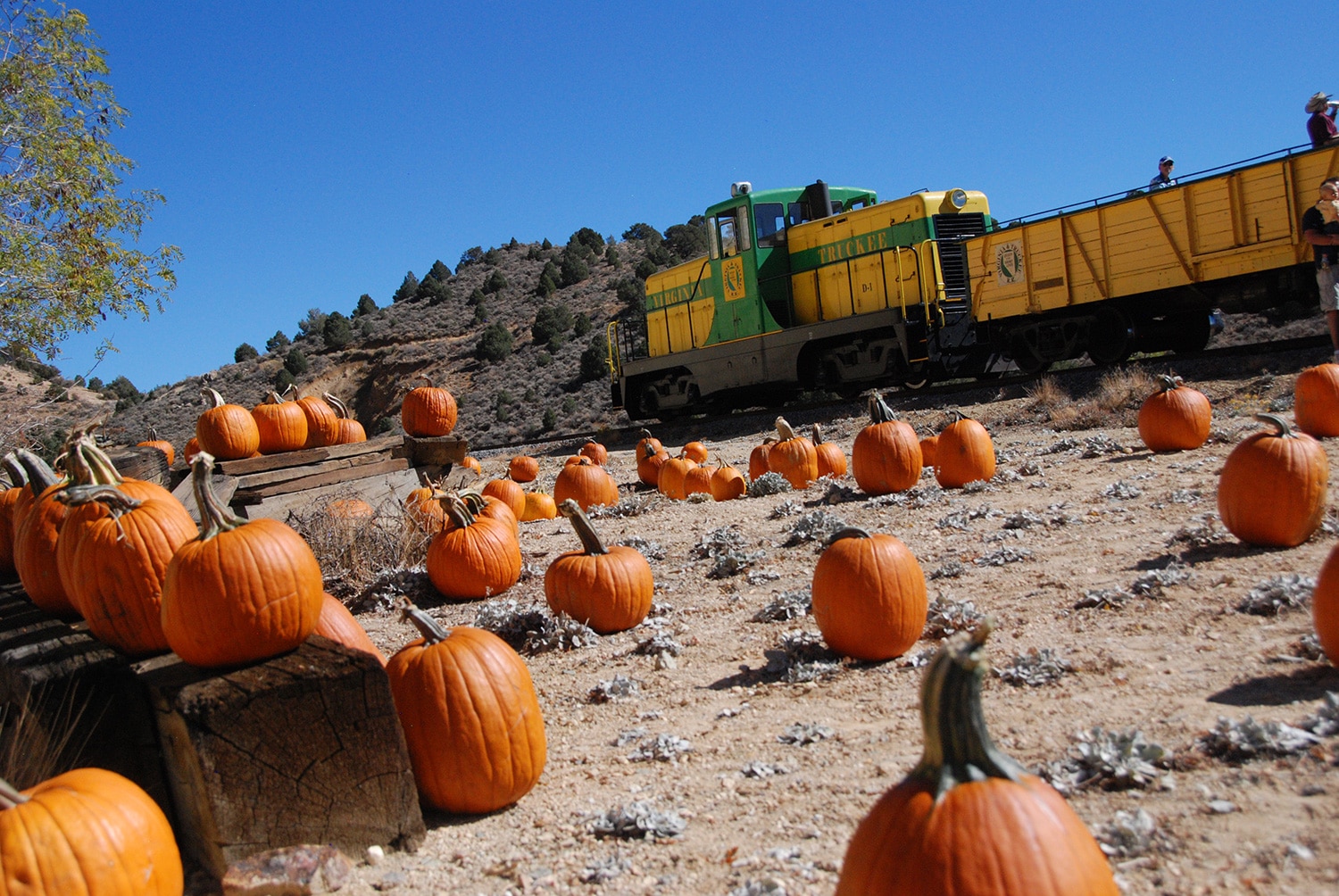 Halloween Pumpkin Patch | Virginia & Truckee Railroad